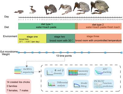 Establishment of Gut Microbiome During Early Life and Its Relationship With Growth in Endangered Crested Ibis (Nipponia nippon)